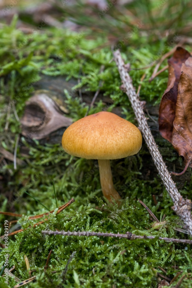 wild forrest mushroom in the woods in fall. Mushrooms in the forest on green moss ground - Mushrooms cut in the woods - close-up wild forrest mushroom in the woods in fall. Mushrooms in the forest on green moss ground - Mushrooms cut in the woods - close-up
