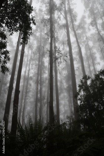 Vászonkép Mountain ash trees in the mist in the  rain forest on the Lyrebird Ridge Track a