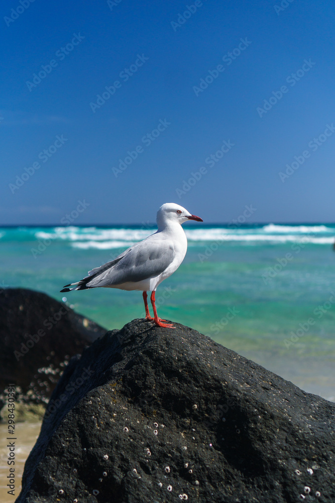 Beautiful lonely seagull sitting on the rock at the beach against beautiful blue sky background. Beautiful lonely seagull sitting on the rock at the beach against beautiful blue sky background.