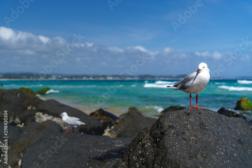 Seagull sitting on the rock at the beach with beautiful ocean waves and Gold Coast skyline in the background, Queensland, Australia. Wide panoramic landscape. 