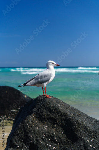 Beautiful lonely seagull sitting on the rock at the beach against beautiful blue sky background. 