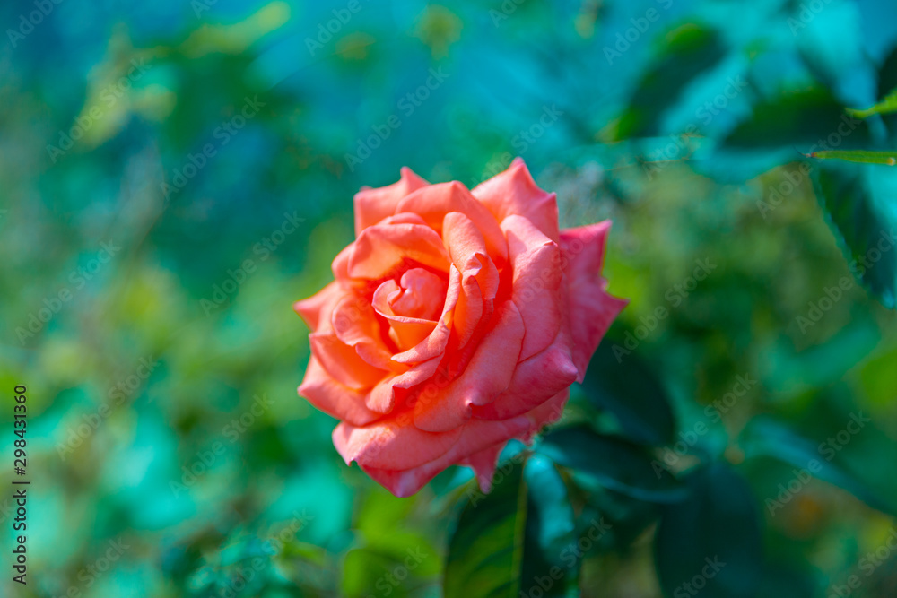 red rose with water drops red rose with water drops