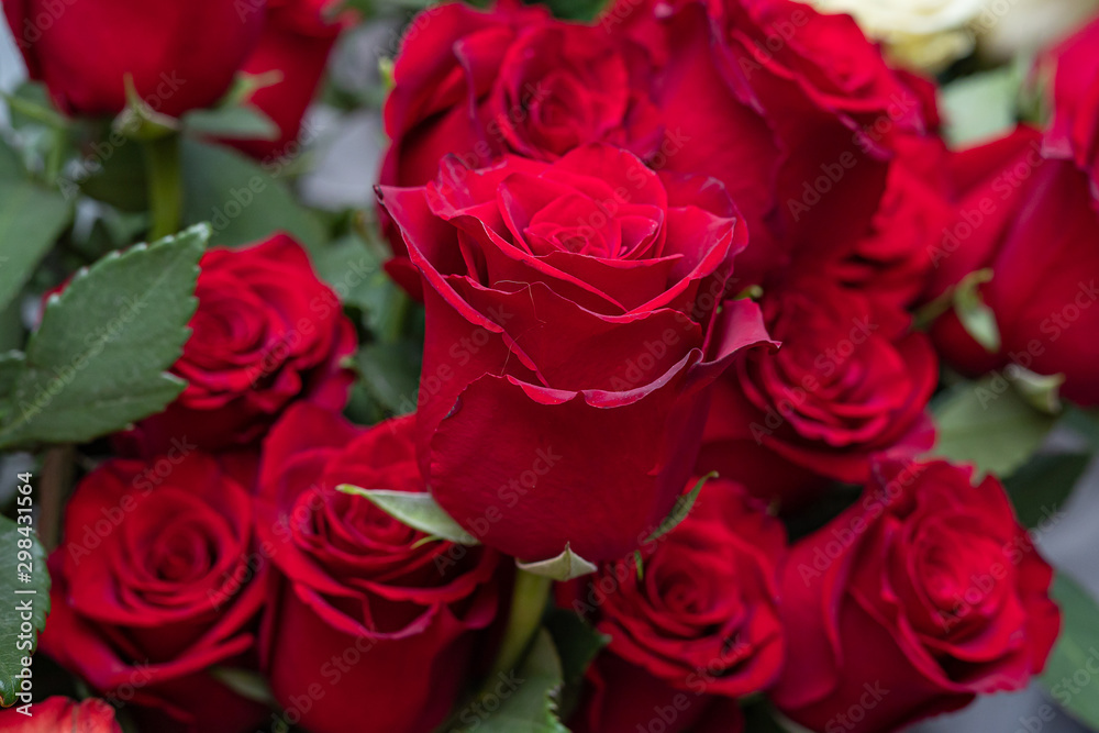 Beautiful red roses close up. Copy space.