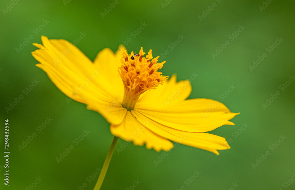 yellow flower on green background yellow flower on green background