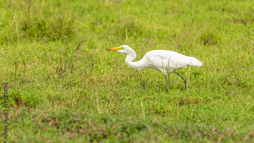 Fototapeta premium great white egret in grass