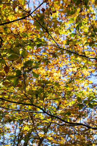 fall foliage