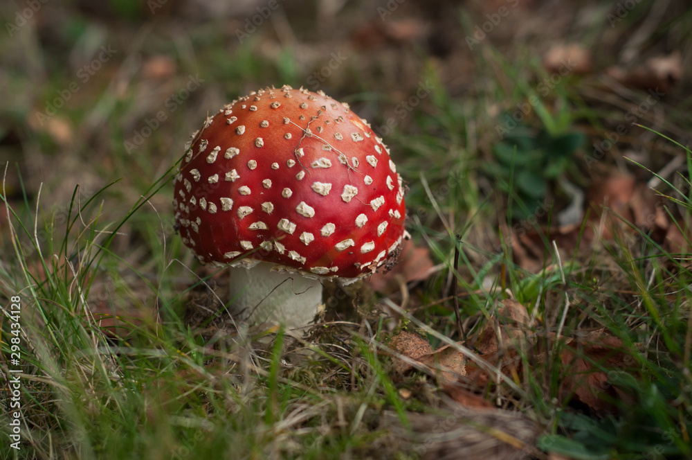 Closeup of amanita muscaria mushroom in a meadow Closeup of amanita muscaria mushroom in a meadow