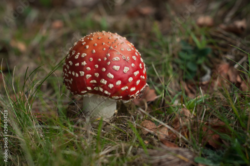 Closeup of amanita muscaria mushroom in a meadow