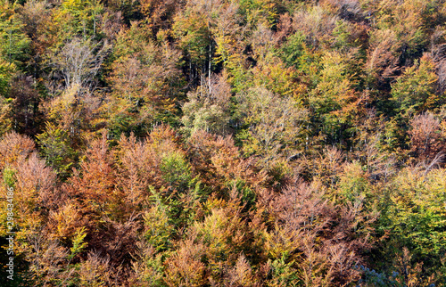 Forest with autumn color