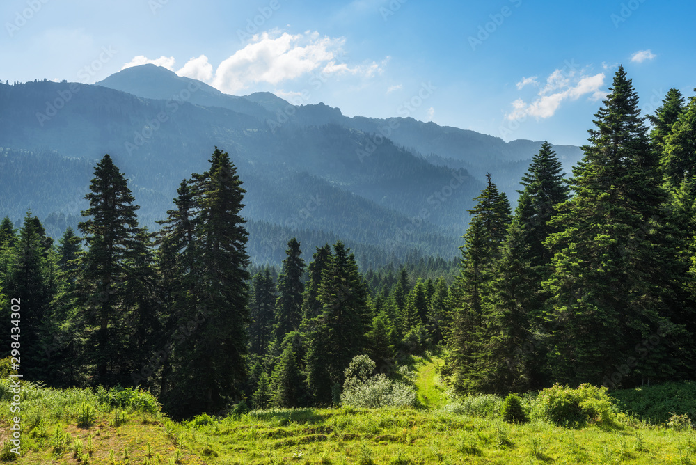 Landscape at a forest on the mountains
