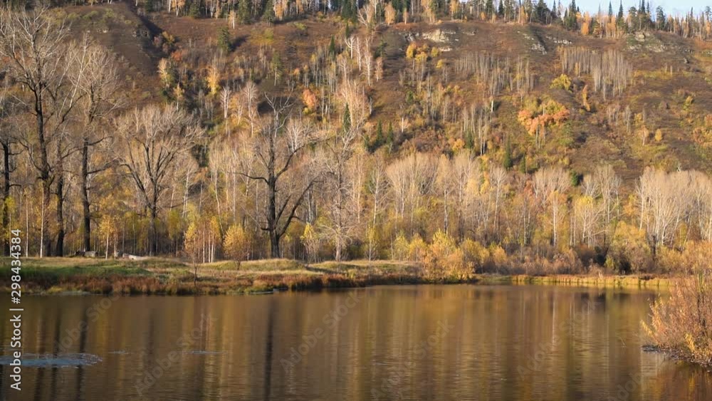 Lake on the background of autumn trees with yellow foliage . Autumn landscape. A pond on the banks of which trees grow Lake on the background of autumn trees with yellow foliage . Autumn landscape. A pond on the banks of which trees grow