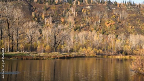 Lake on the background of autumn trees with yellow foliage . Autumn landscape. A pond on the banks of which trees grow