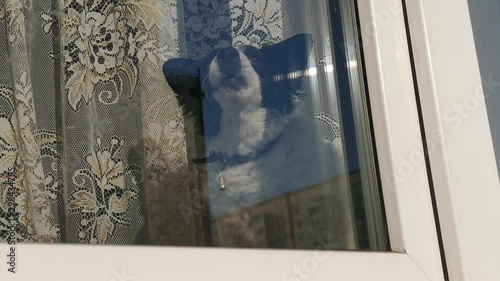 The dog sits on the window inside the dwelling and barks