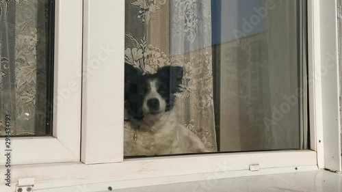 The dog sits on the window inside the dwelling and barks