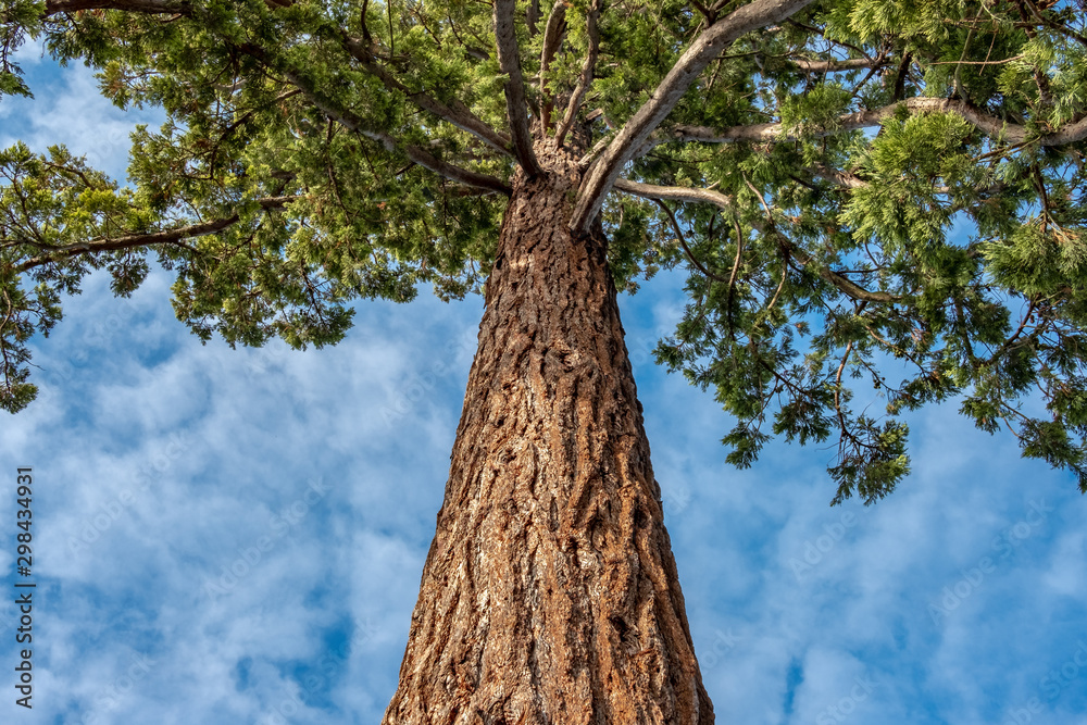 Fototapeta premium Vertical view of an old and very tall Pine Tree showing details of its tall trunk and bark. A canopy of pine branches and leaves can be seen at the top of this magnificent tree.