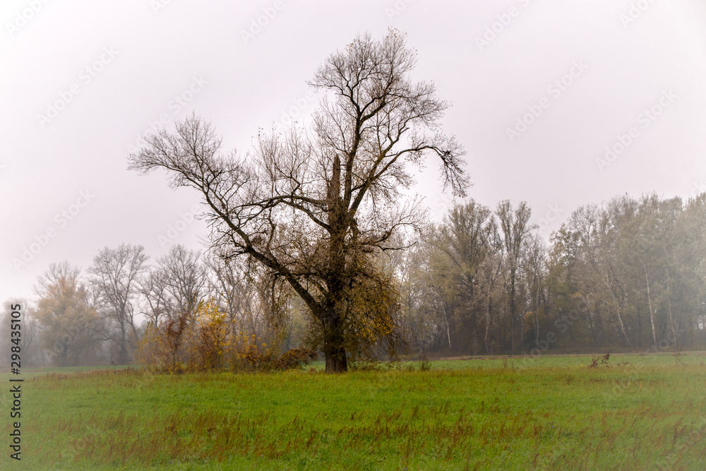 lonely tree in the countryside in northern Poland lonely tree in the countryside in northern Poland