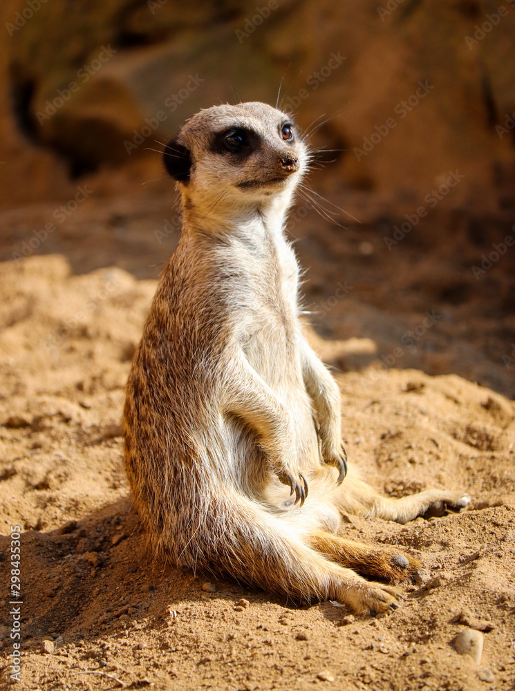 Meerkat sitting in the sand Meerkat sitting in the sand