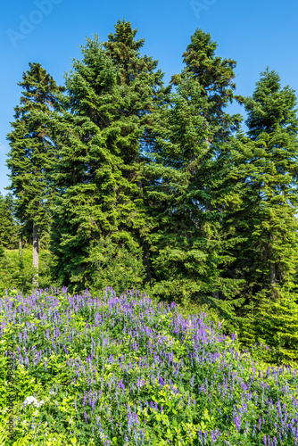 Widlflowers in a clearing of a fir forest photo