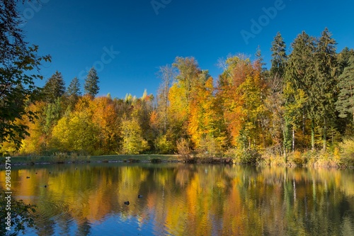 Herbstwald mit Spiegelung