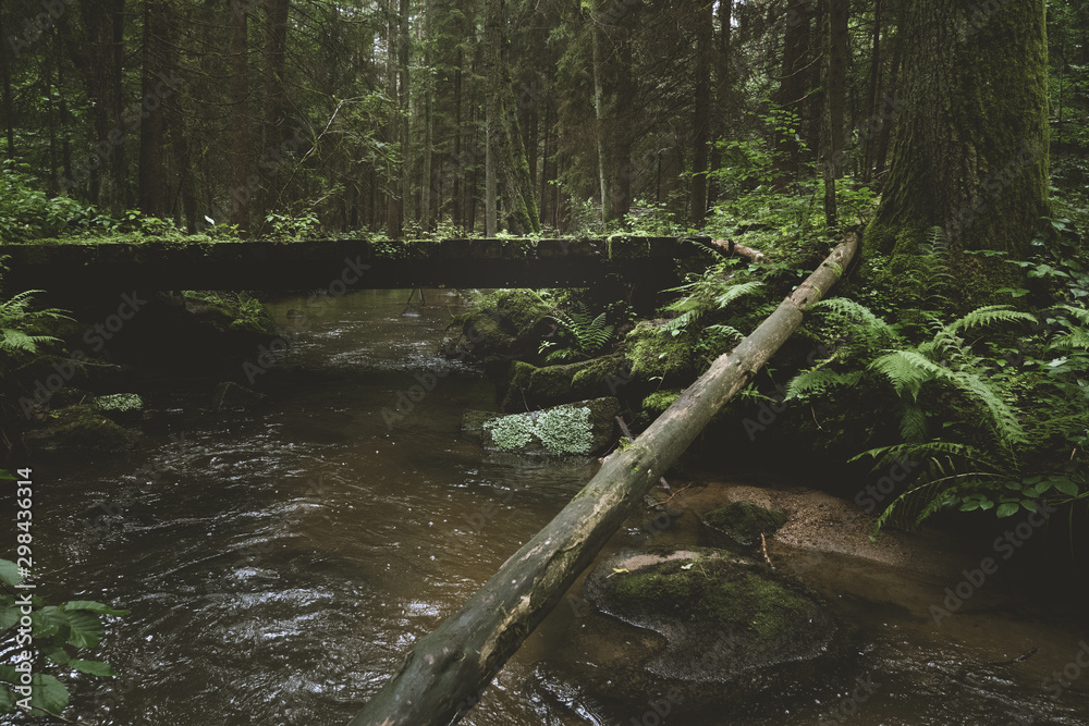 Dark and moody edit of a little creek in a magical fantasy forest in bavaria. Spooky mystical feeling. Rotten wooden bridge used by knights. Covered with fern and moss. Dark and moody edit of a little creek in a magical fantasy forest in bavaria. Spooky mystical feeling. Rotten wooden bridge used by knights. Covered with fern and moss.