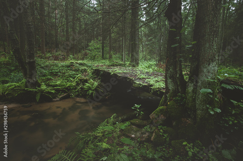 Dark and moody edit of a little creek in a magical fantasy forest in bavaria. Spooky mystical feeling. Romantic fern, deadwood and roots.