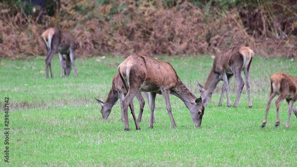 Red deer female herd search feed on the meadow, autumn, (cervus elaphus) Red deer female herd search feed on the meadow, autumn, (cervus elaphus)