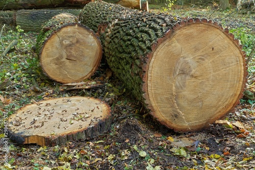 Fotografie Freshly Cut Oak Logs in Forest Setting