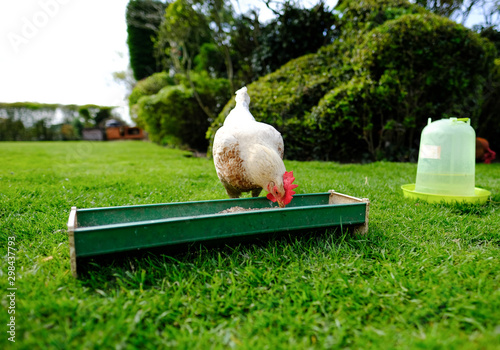 фотографія Adult bantam hen seen feeding at her trough, together with a water feeder on the right of the image