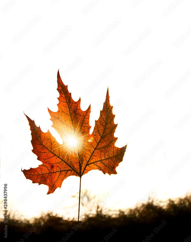Obraz premium Autumn leaf