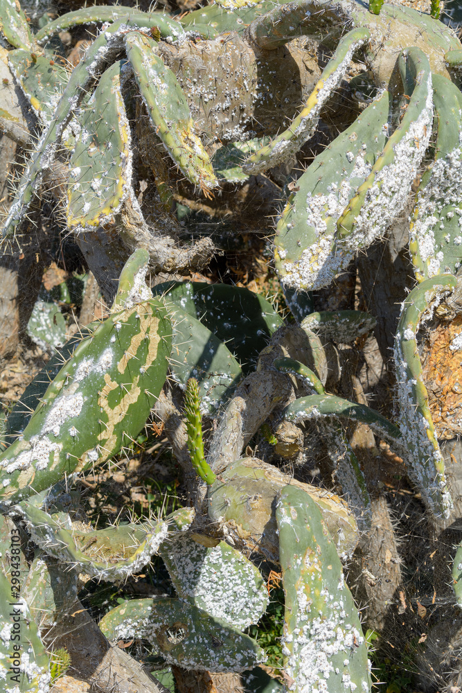 Chumbera (Opuntia Maxima) afectada por la plaga de la cochinilla del carmín (Dactilopius Coccus) Chumbera (Opuntia Maxima) afectada por la plaga de la cochinilla del carmín (Dactilopius Coccus)