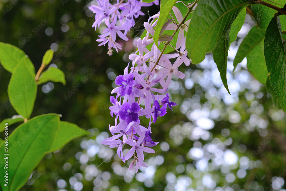 Purple flowers backdrop bokeh nature from the leaves Purple flowers backdrop bokeh nature from the leaves