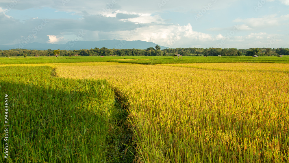 Obraz premium Beautiful yellow and green natural rice fields