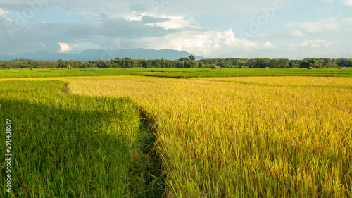 Beautiful yellow and green natural rice fields