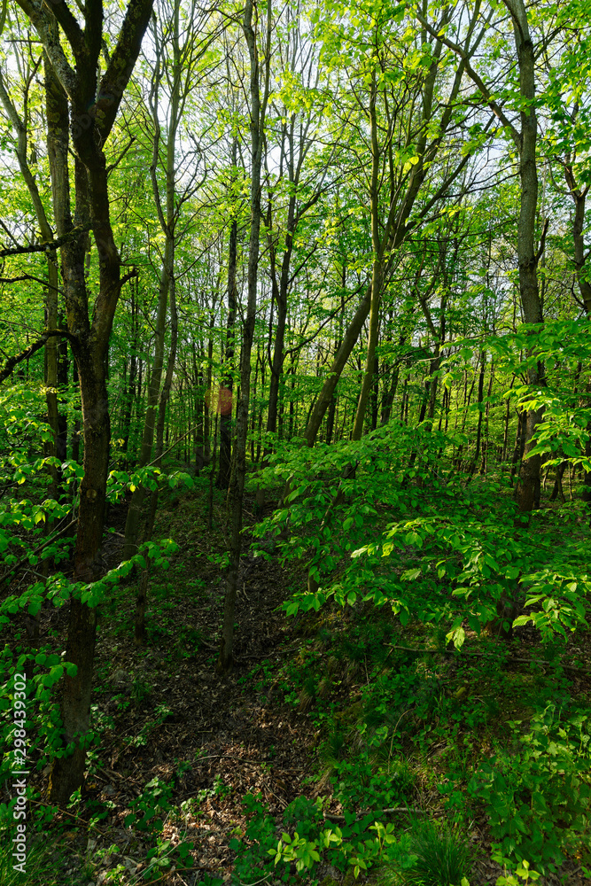 Obraz premium Wald auf der Sophienhöhe, Nähe Elsdorf