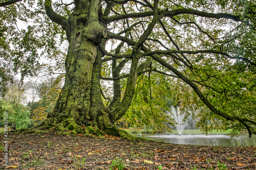 Large old beech tree in a parklike forest near a pond with a fountain in autumn