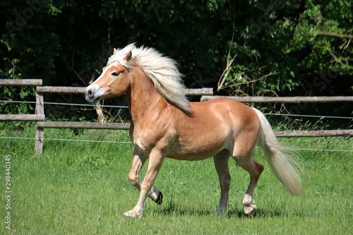 haflinger pony runs on a fenced field