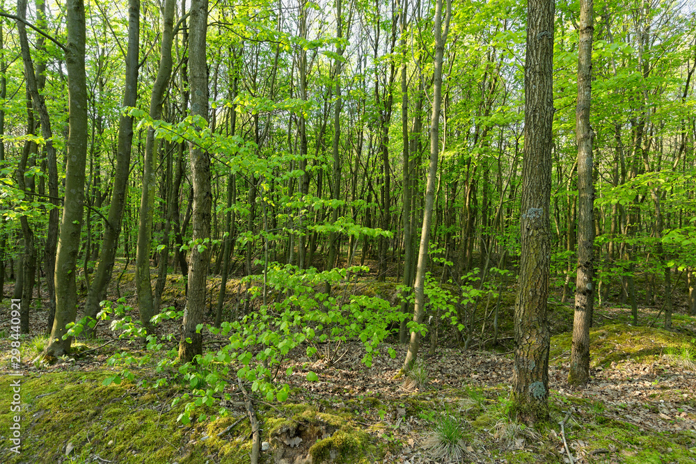 Wald auf der Sophienhöhe, Nähe Elsdorf Wald auf der Sophienhöhe, Nähe Elsdorf