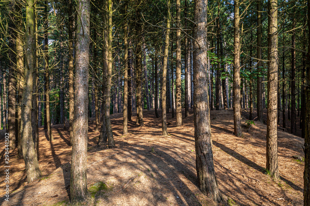 Woodland at Formby in Merseyside on a sunny summers evening Woodland at Formby in Merseyside on a sunny summers evening