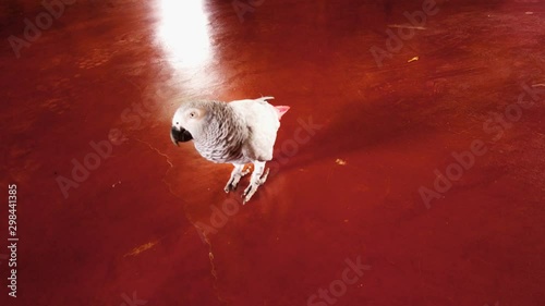 A parrot walks on the floor of this Ostrich farm in Willemstad, Curacao photo