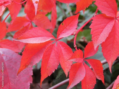 Bright red autumn leaves in october in a Hungarian garden