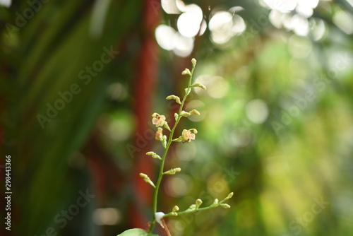 Green tree leaves in the rainforest in Thailand.