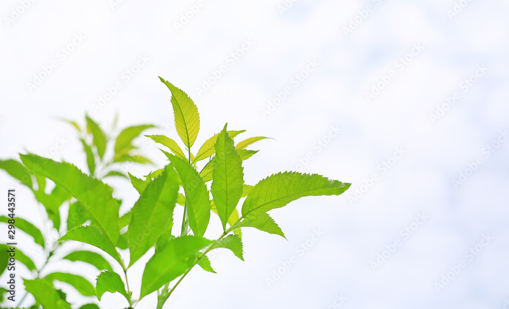 Tree leaves and fresh green nature on blurred background in the morning sunlight. Natural background. Tree leaves and fresh green nature on blurred background in the morning sunlight. Natural background.