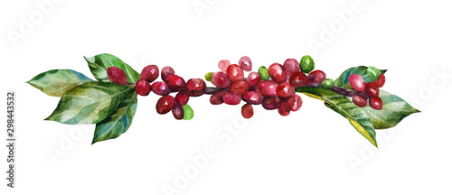  Coffee branch painted in watercolor isolated on white background