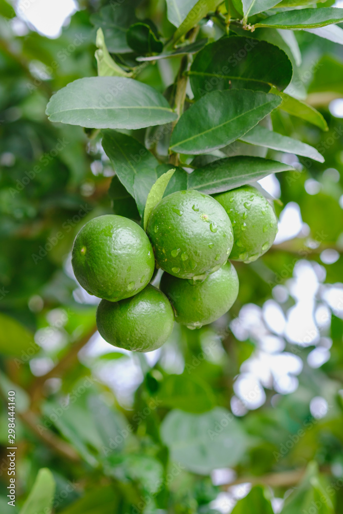 Close-Up Of Green Lime On Trees