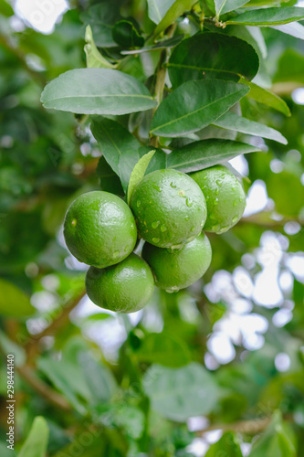 Close-Up Of Green Lime On Trees