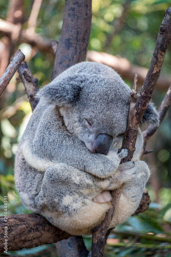 Obraz premium Sleepy Koala bear in a gum tree