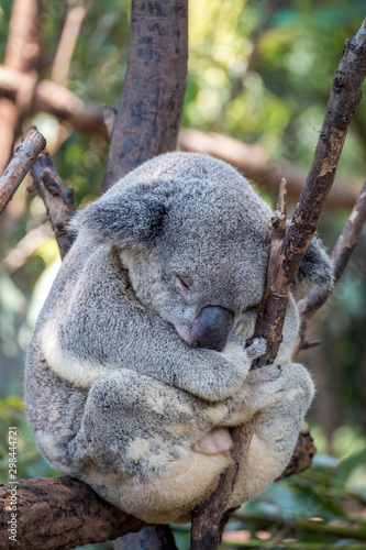 Koala bear having a nap 