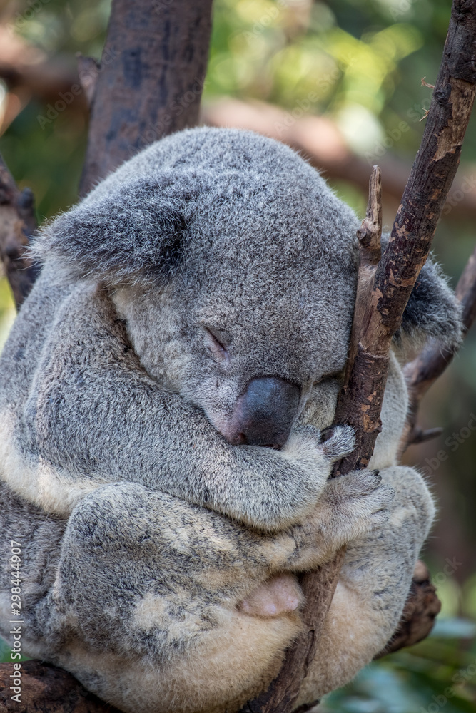 Obraz premium Koala bear sleeping in a gum tree 