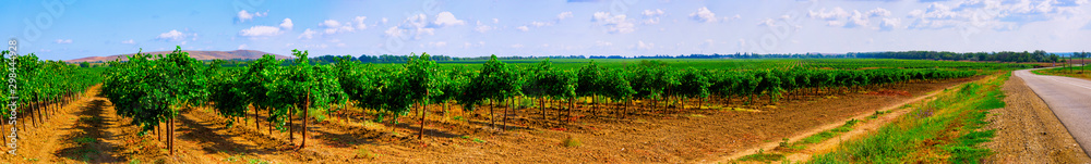 Vineyards from the Krasnodar Territory