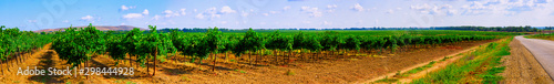 Vineyards from the Krasnodar Territory